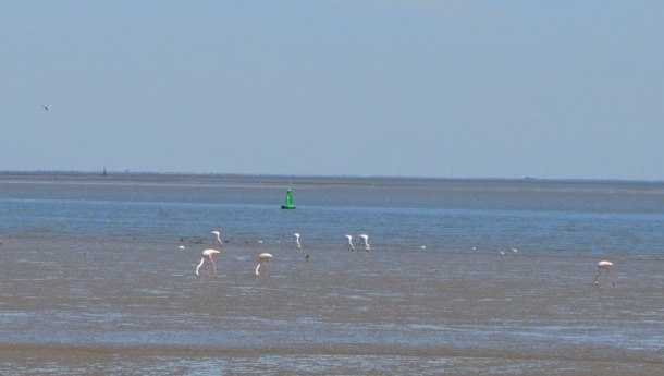 9 - flamingos-tejo-tagus-river-lisbon-bike-tour-4h
