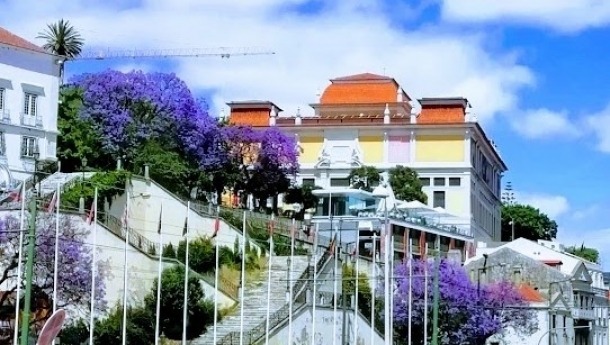 jacaranda-lisbon-7