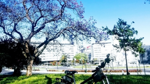 jacaranda-lisbon-3