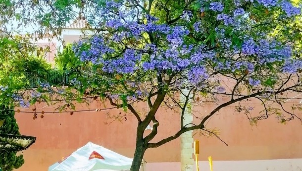 jacaranda-lisbon-6