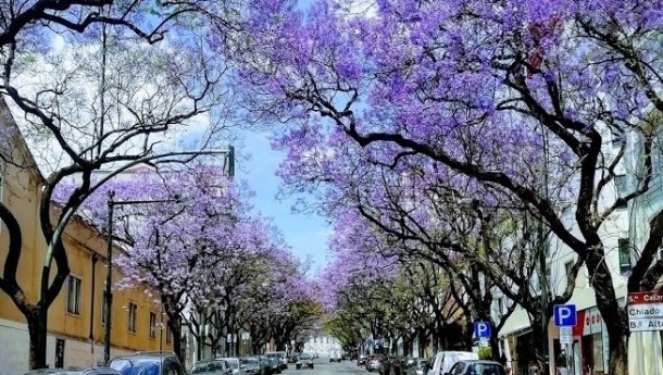 jacaranda-lisbon-5