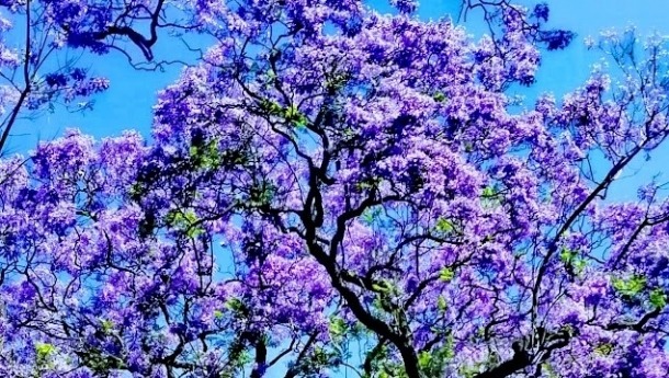 jacaranda-lisbon-8