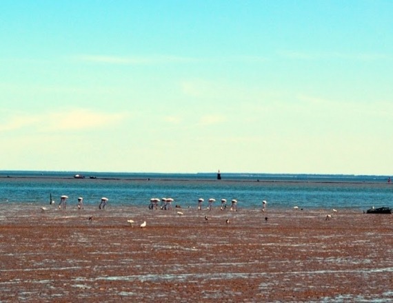 9a - flamingos-tejo-tagus-river-lisbon-bike-tour-9