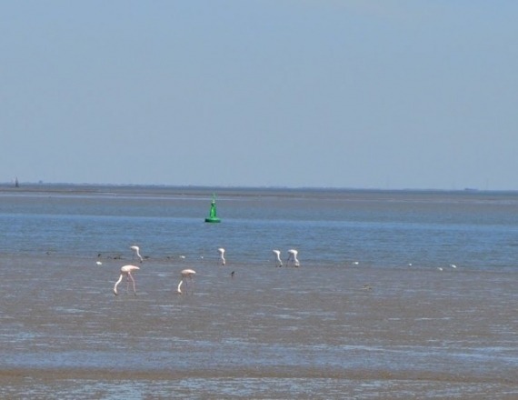 9 - flamingos-tejo-tagus-river-lisbon-bike-tour-4h